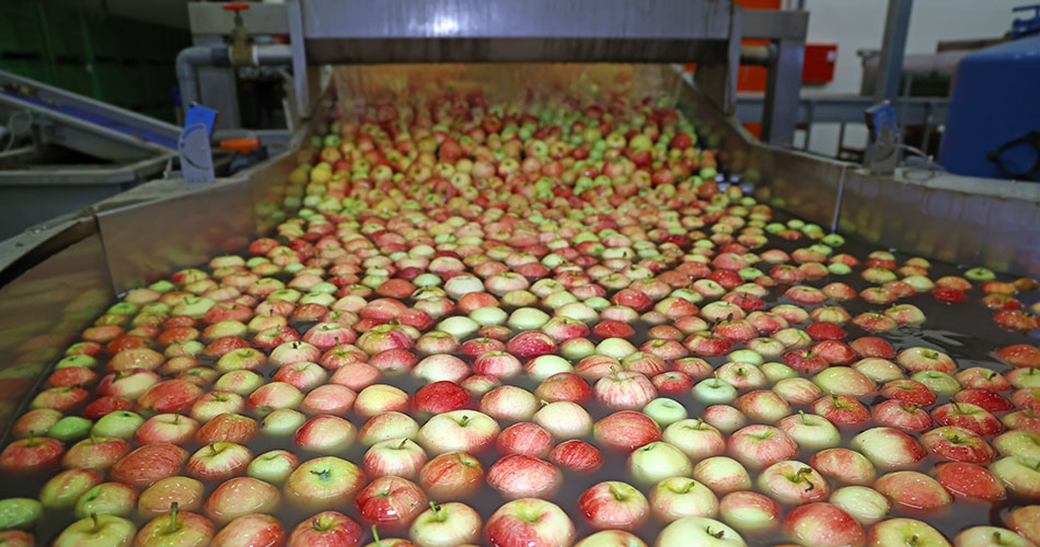 food-grade-apples-on-conveyer